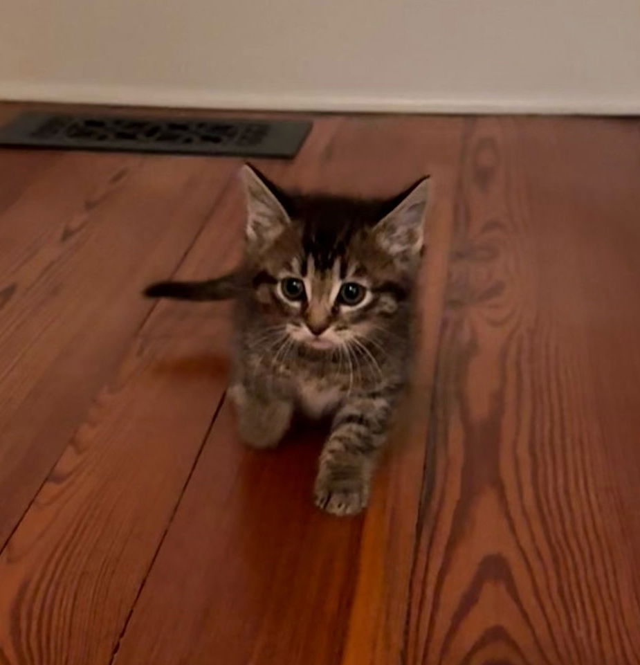 adoptable Cat in Rockville, MD named Jigsaw