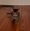 adoptable Cat in  named Jigsaw