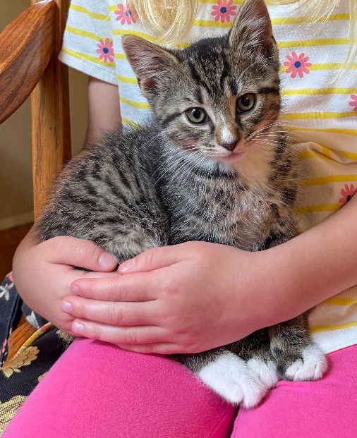 adoptable Cat in Rockville, MD named Penny