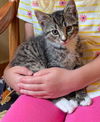 adoptable Cat in  named Penny