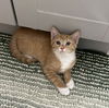 adoptable Cat in  named Simba