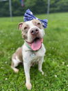 adoptable Dog in  named Sugar