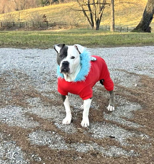 picture of the dog needing adoption