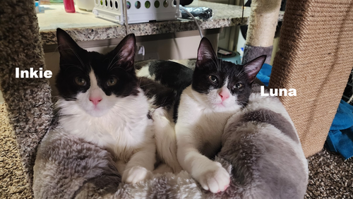 LUNA - Domestic Short Hair available for adoption