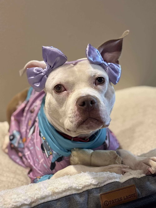 picture of the dog needing adoption