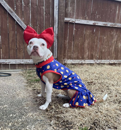 picture of the dog needing adoption