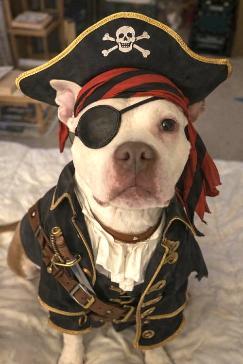 Wiggles, an adoptable Pit Bull Terrier in Rockville, MD