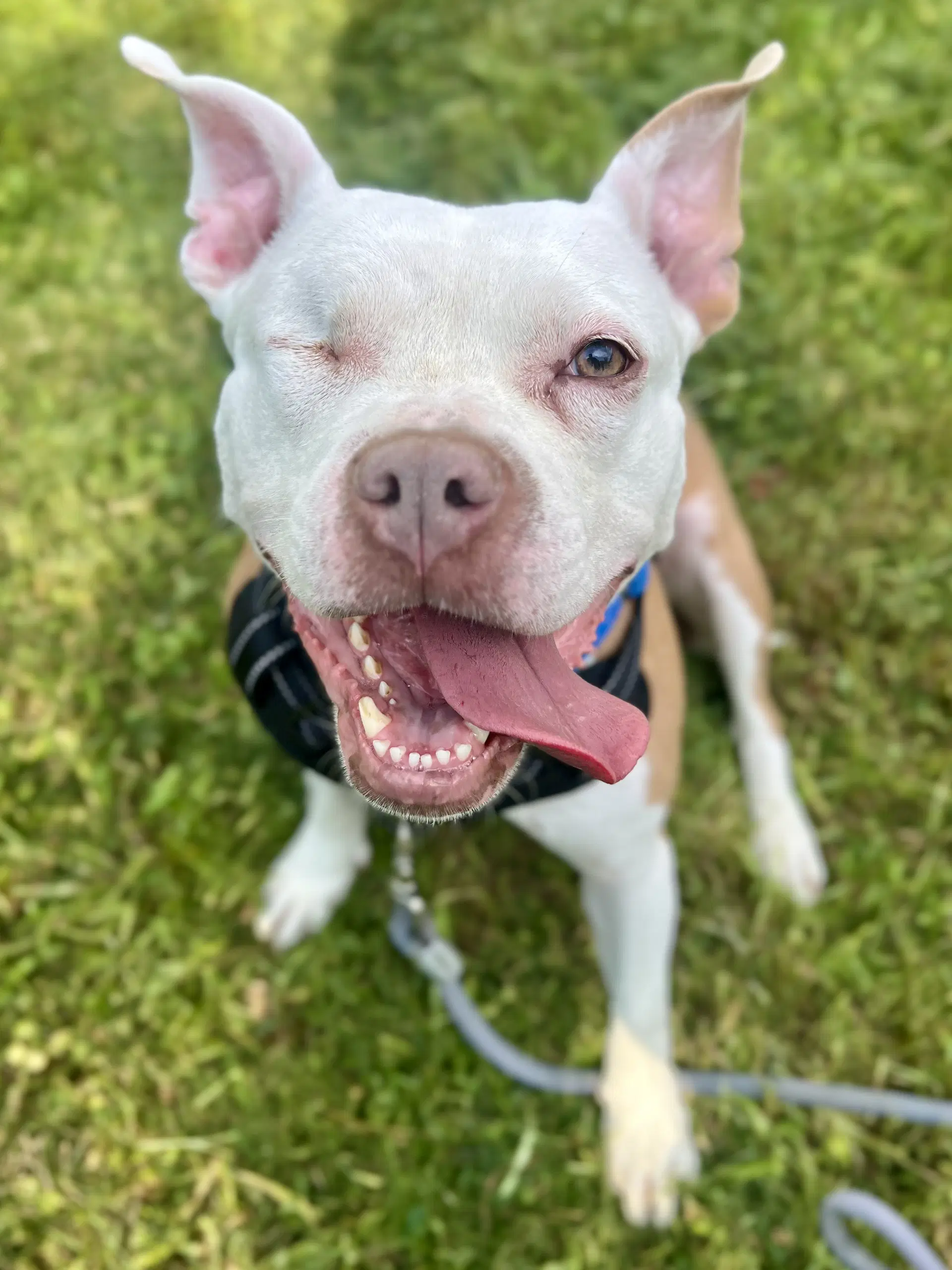 Wiggles - Pit Bull Terrier