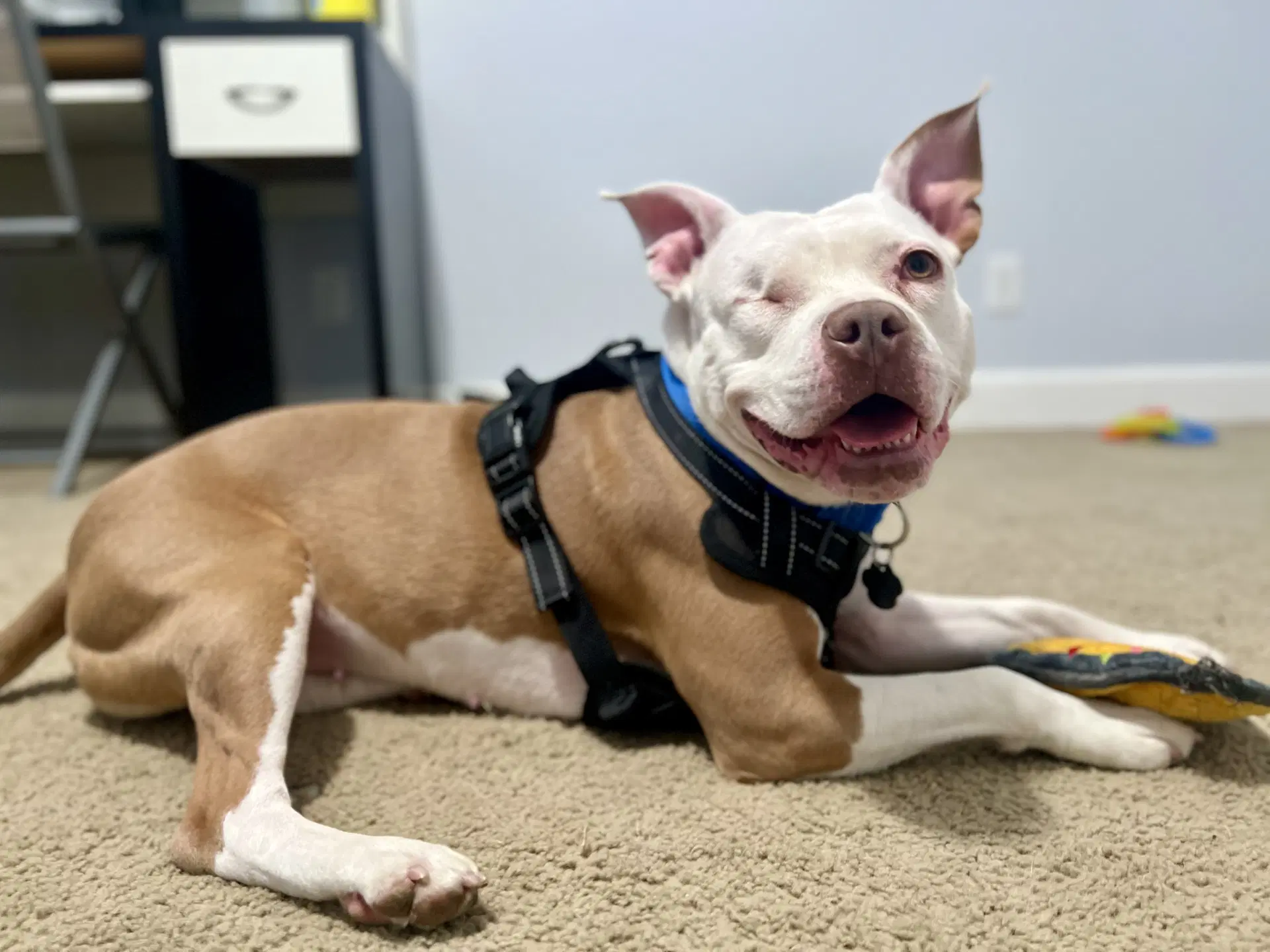 Wiggles image 2