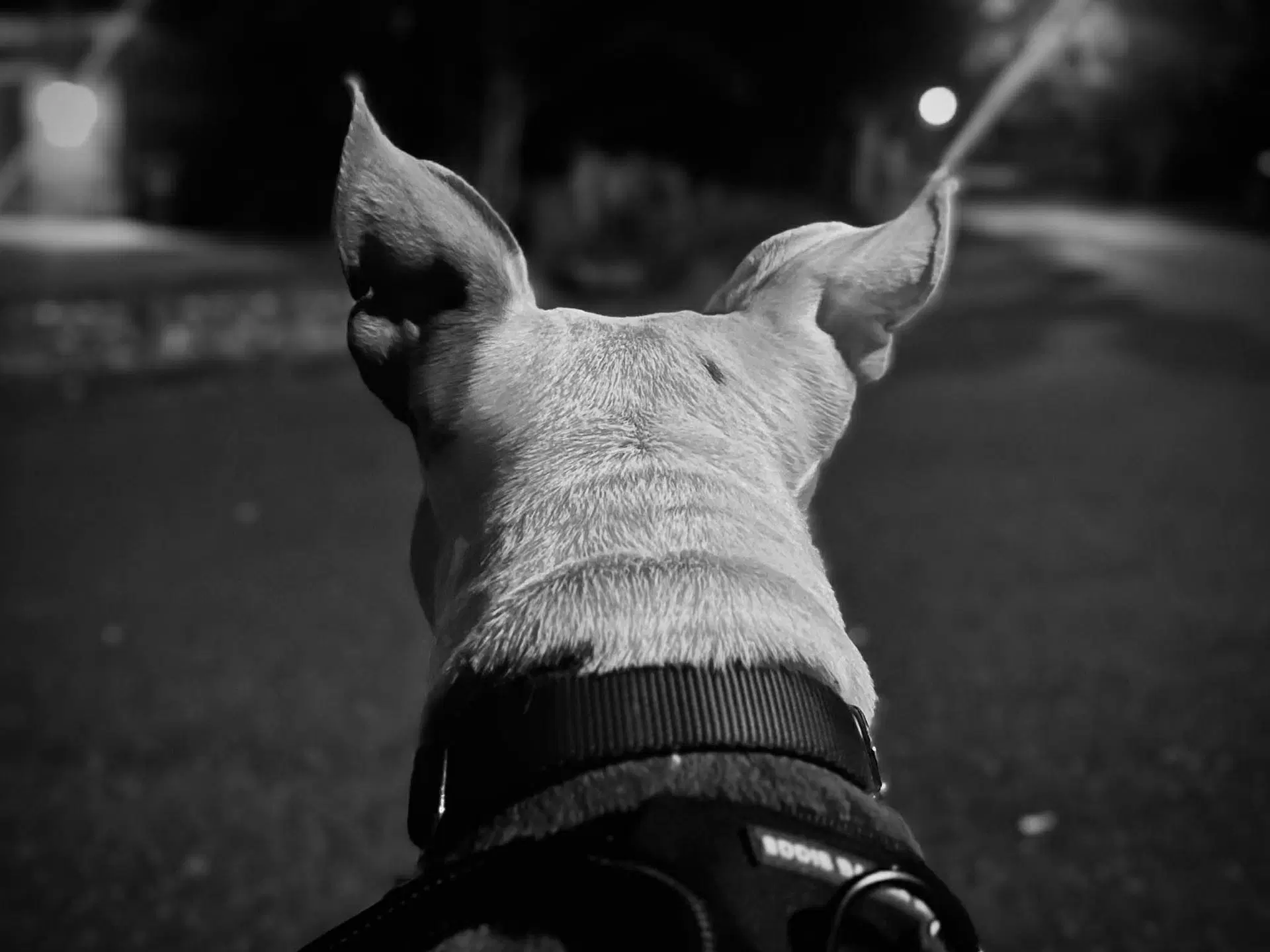 Wiggles image 4