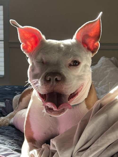 Wiggles, a Pit Bull Terrier (short coat) dog for adoption in Rockville, MD, photo 1 of 5