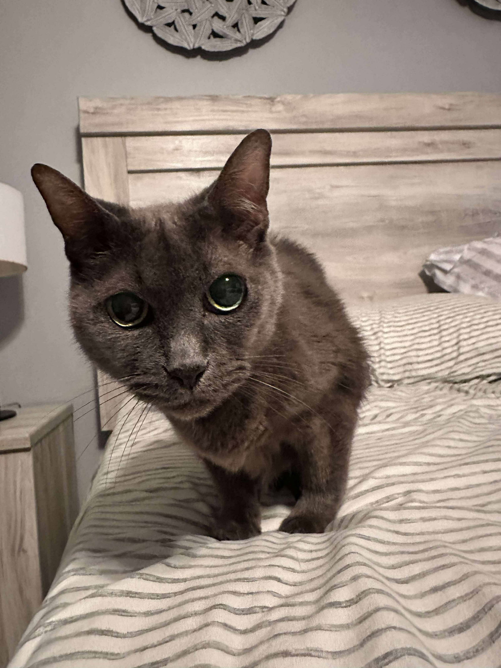 Mindy Image