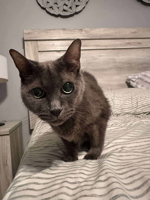 MINDY - Domestic Short Hair available for adoption