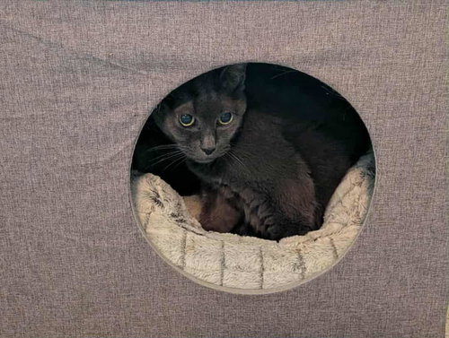 MINDY - Domestic Short Hair available for adoption