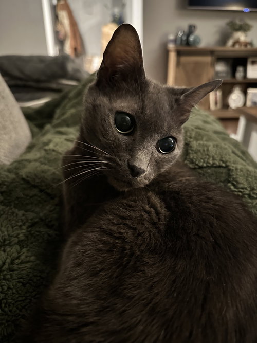 Mindy, an adoptable Domestic Short Hair in Rockville, MD
