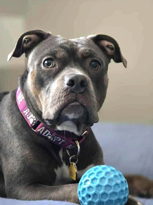 picture of the dog needing adoption
