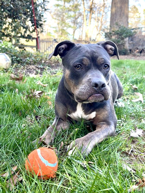 Masha, an adoptable Pit Bull Terrier in Rockville, MD