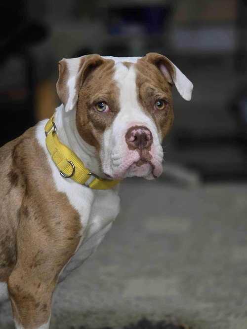 picture of the dog needing adoption