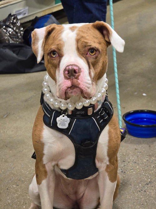 Maple, an adoptable Pit Bull Terrier in Rockville, MD