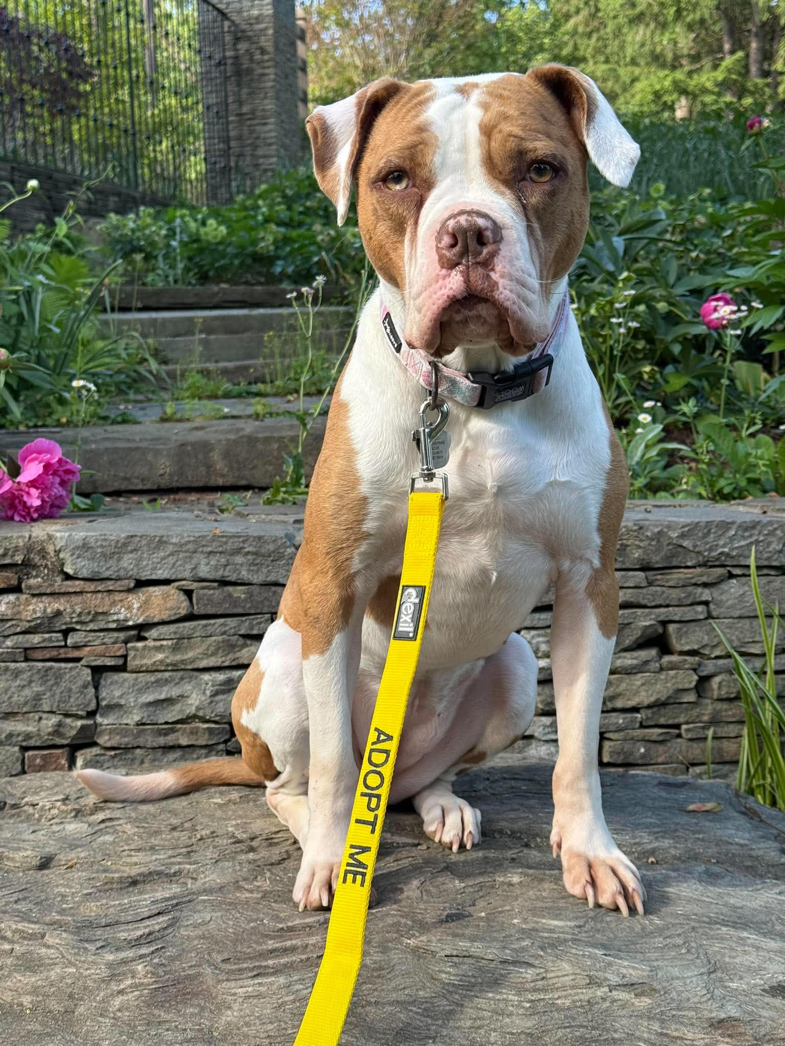Maple - Pit Bull Terrier