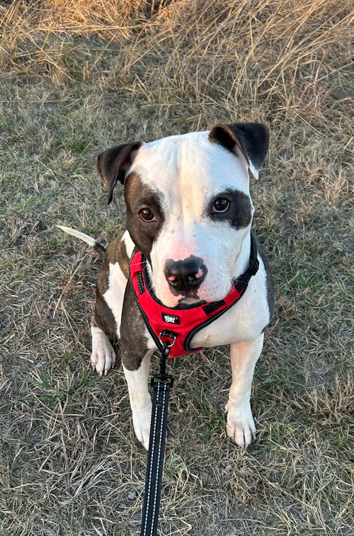 picture of the dog needing adoption