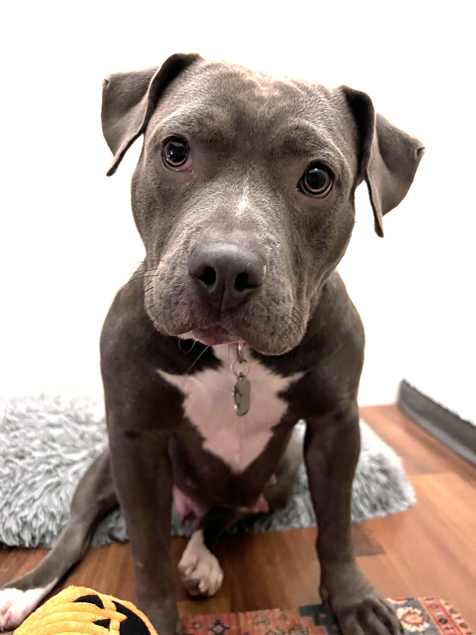 Zuri