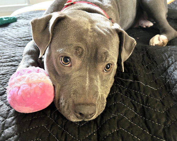 Zuri