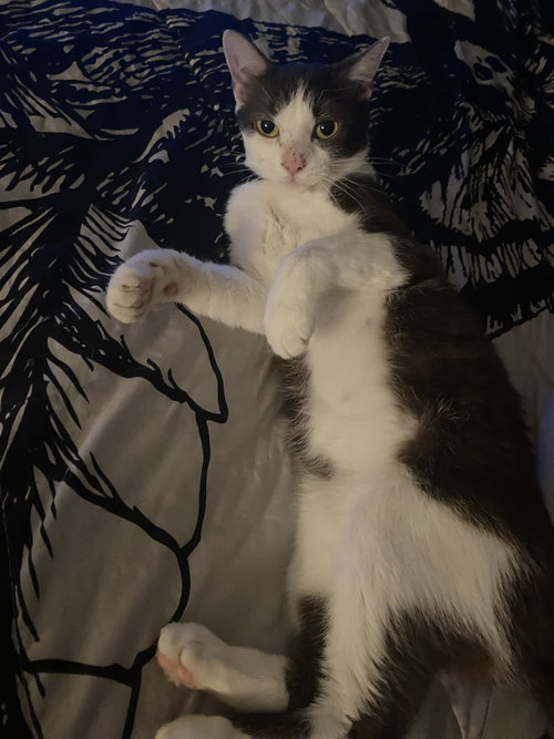 COCO - Domestic Short Hair available for adoption