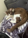 Coco - Photo 4