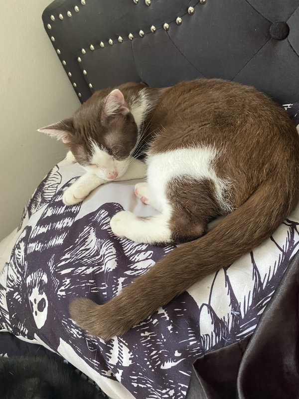 Coco