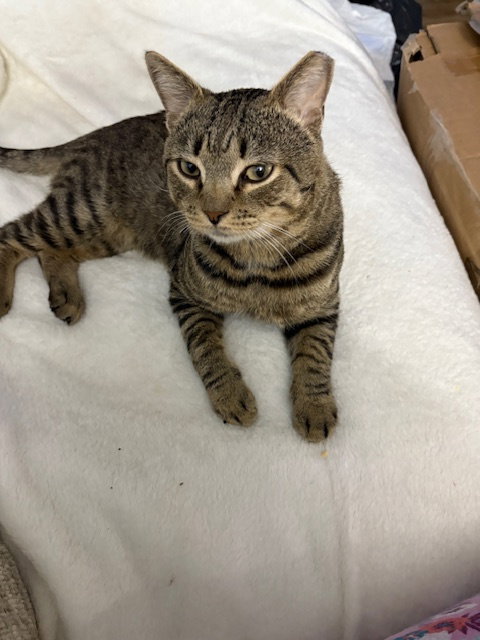 TIGER (FKA MYKYIA) - Domestic Short Hair available for adoption