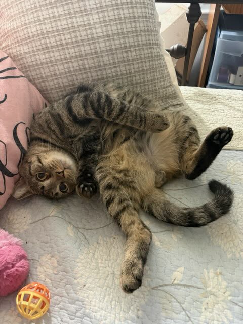 TIGER (FKA MYKYIA) - Domestic Short Hair available for adoption