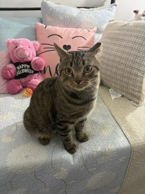 TIGER (FKA MYKYIA) - Domestic Short Hair available for adoption