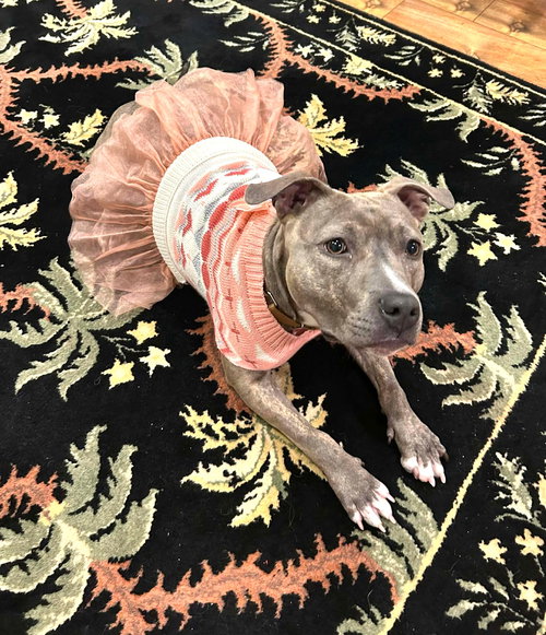 picture of the dog needing adoption