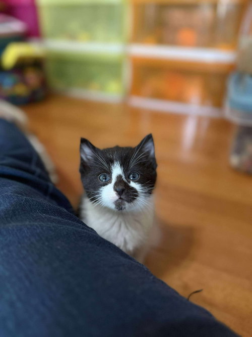 picture of the cat needing adoption