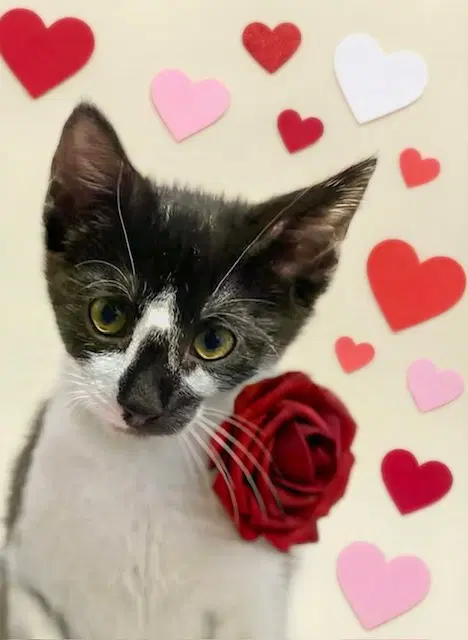Porthos - Domestic Short Hair