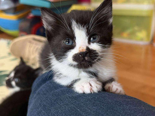 picture of the cat needing adoption