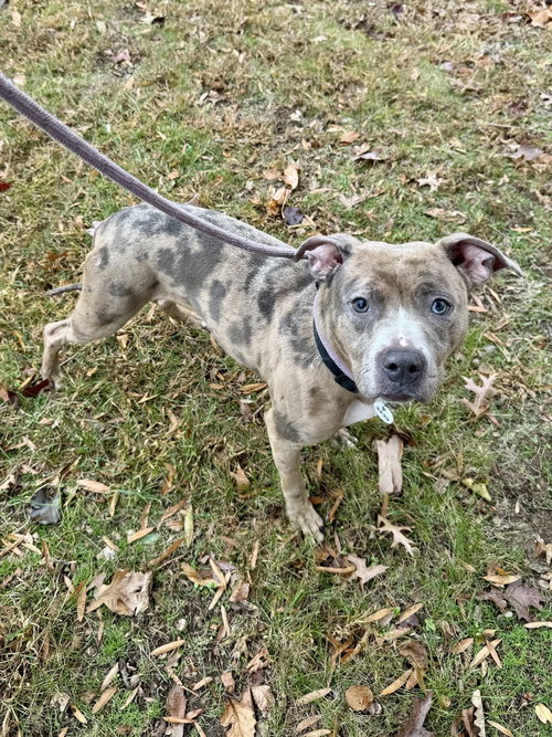 picture of the dog needing adoption