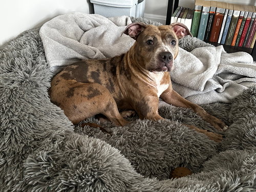 picture of the dog needing adoption
