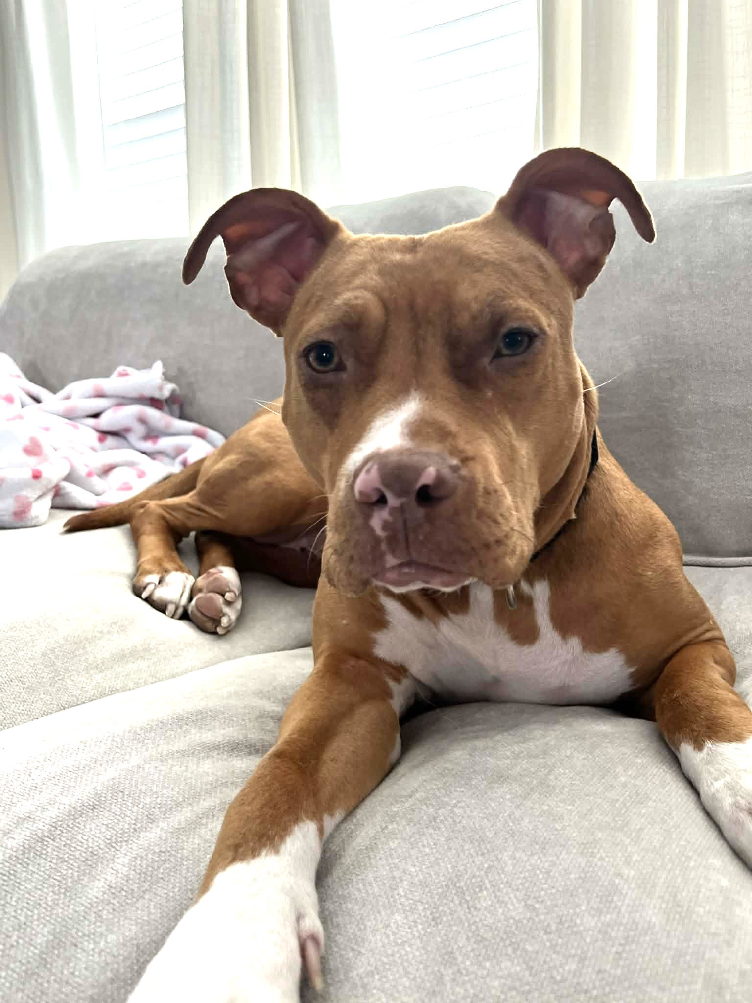 Bella (courtesy post)