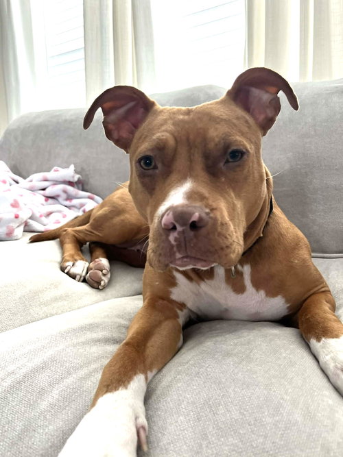 picture of the dog needing adoption