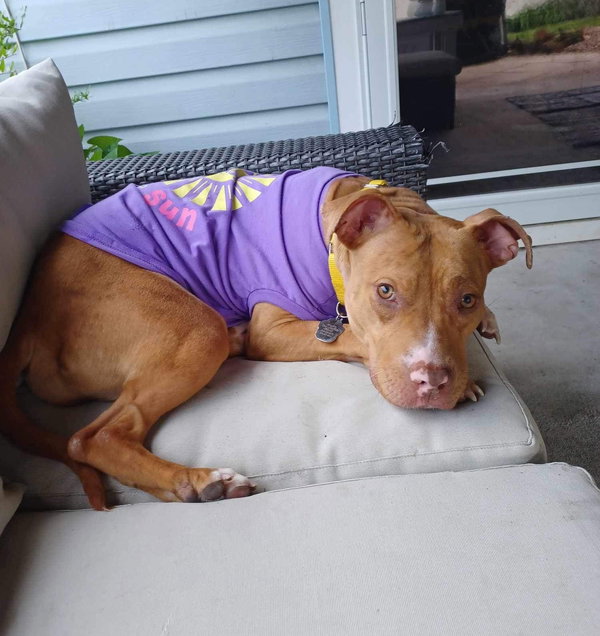 Bella (courtesy post)