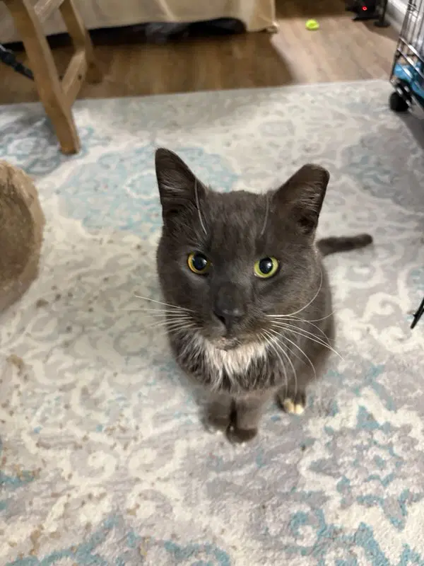 Pawpaw - Domestic Short Hair