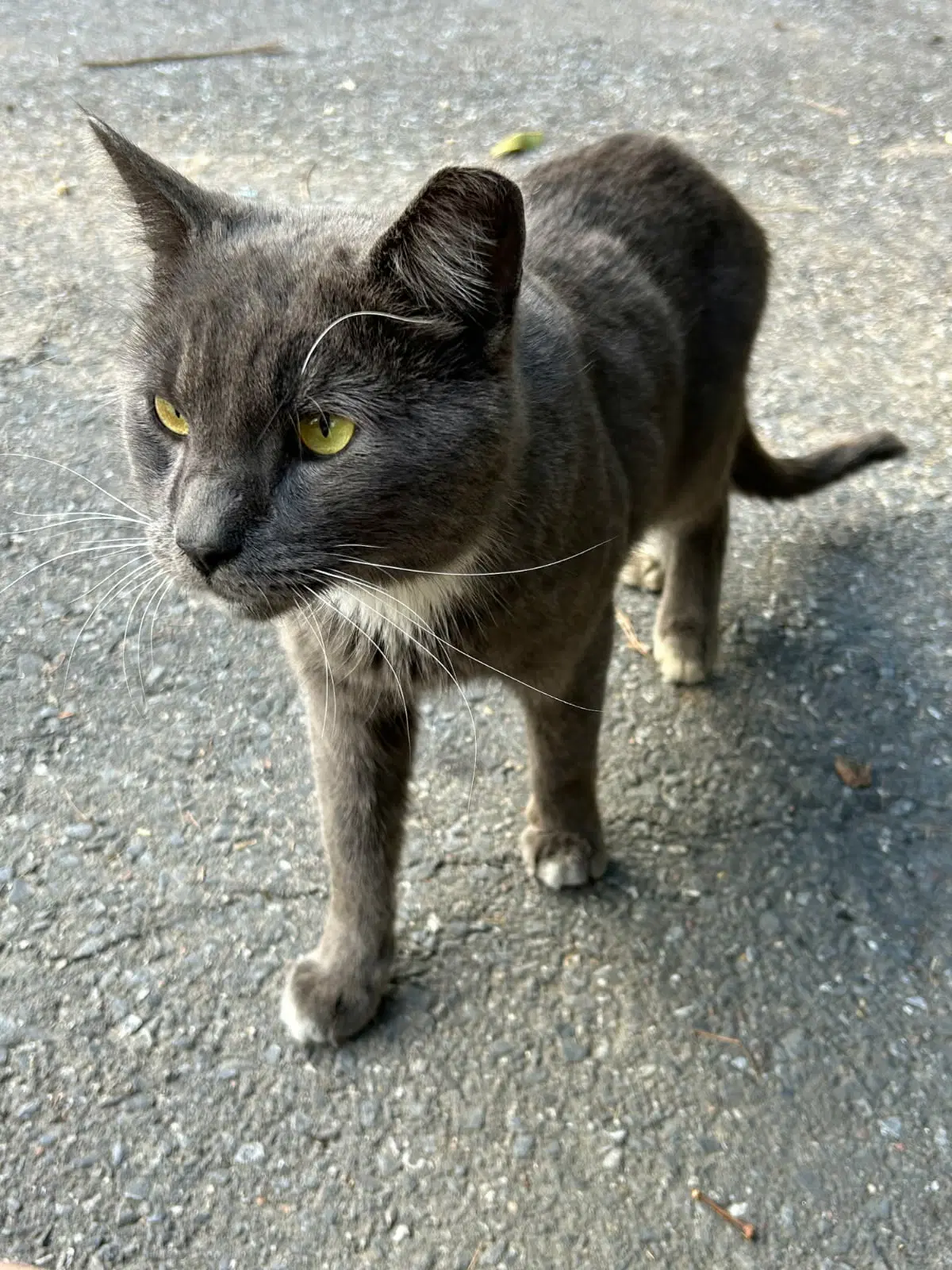 Pawpaw image 2