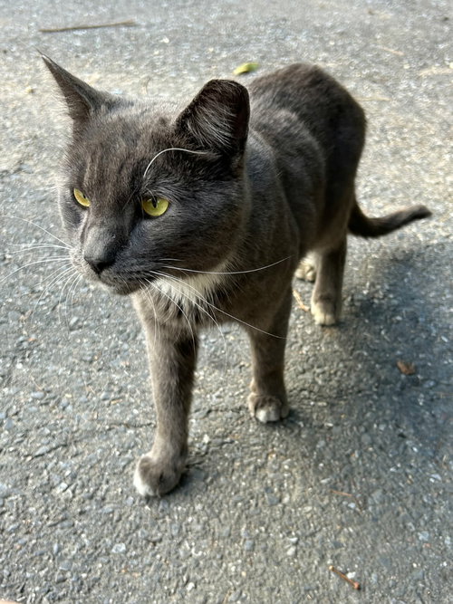 PawPaw, an adoptable Domestic Short Hair in Rockville, MD