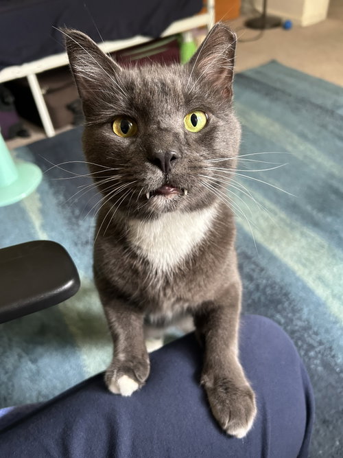 PawPaw, a cat for adoption from LOVEPAWS