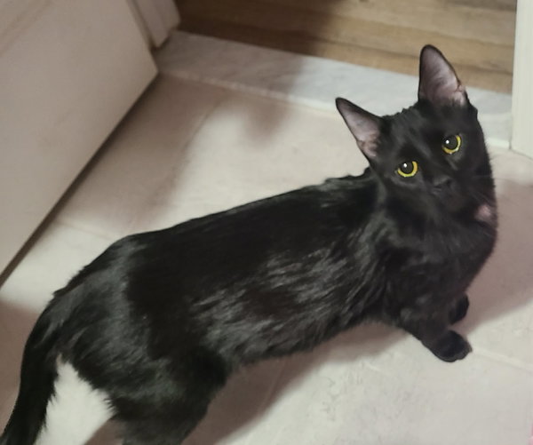 Juniper