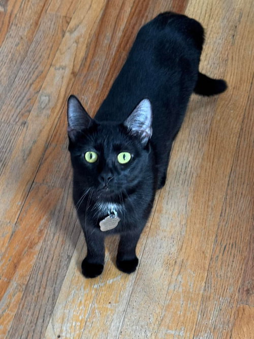 Juniper, an adoptable Domestic Short Hair in Rockville, MD