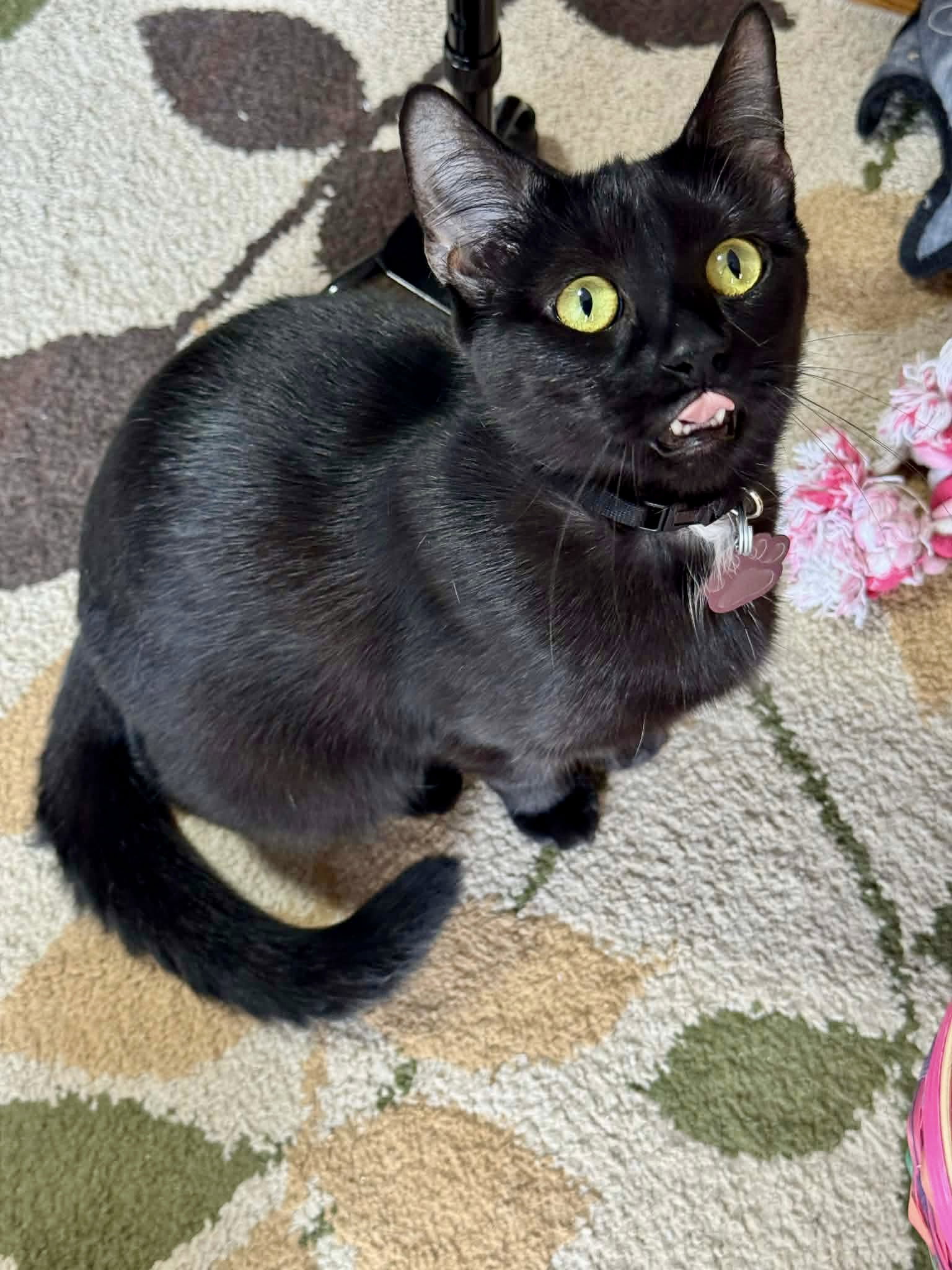 Juniper