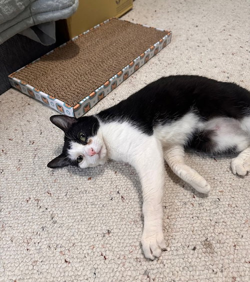 Kiki, Domestic Short Hair / Tuxedo (short coat), cat for adoption in Manassas, Virginia
